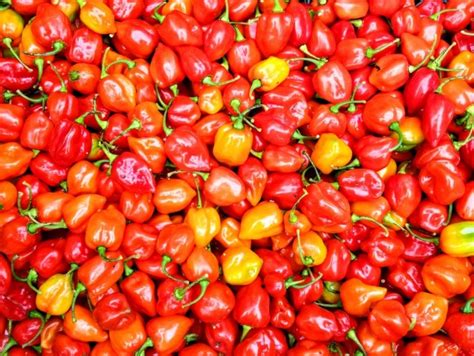 Red Savina Habanero is a fiery chili pepper from Cameroon